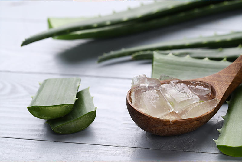 Aloe vera, plant commonly used in drinks and preparations